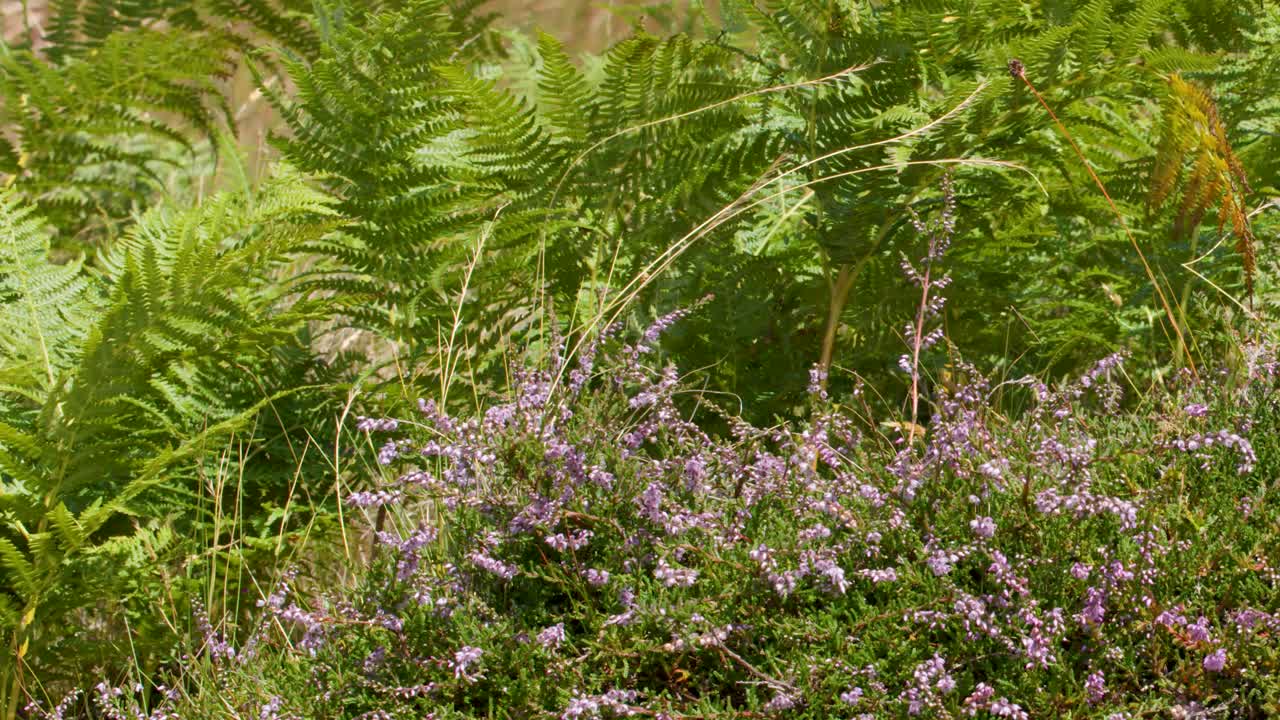 Camera slowly pans over vibrant moorland with ferns, purple heather, rocks, and natural sunlight