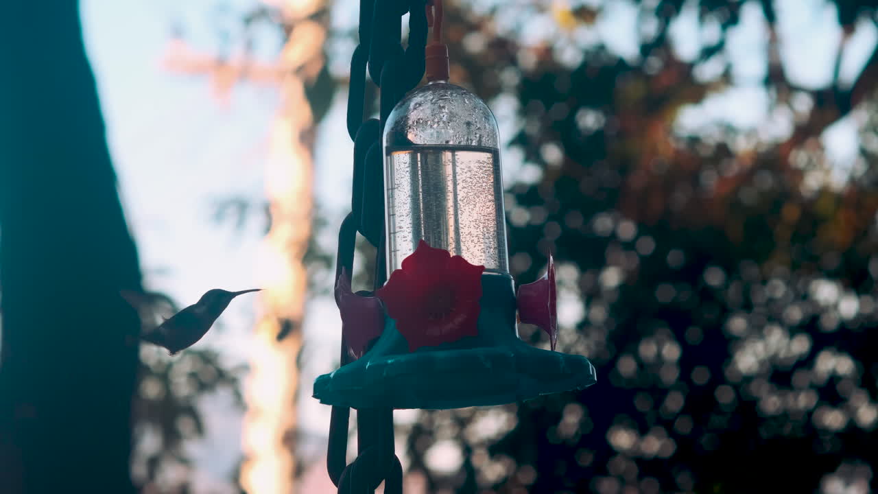 벌새 모이통에서 꿀을 마시는 콜리브리 새, 슬로우 모션