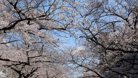 mejor flor de cerezo en tokio