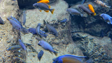 un rebaño de peces coloridos nadando en un enorme acuario