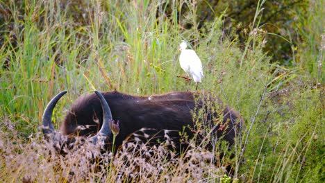 static shot of a white egret standing on top of a buffalos back