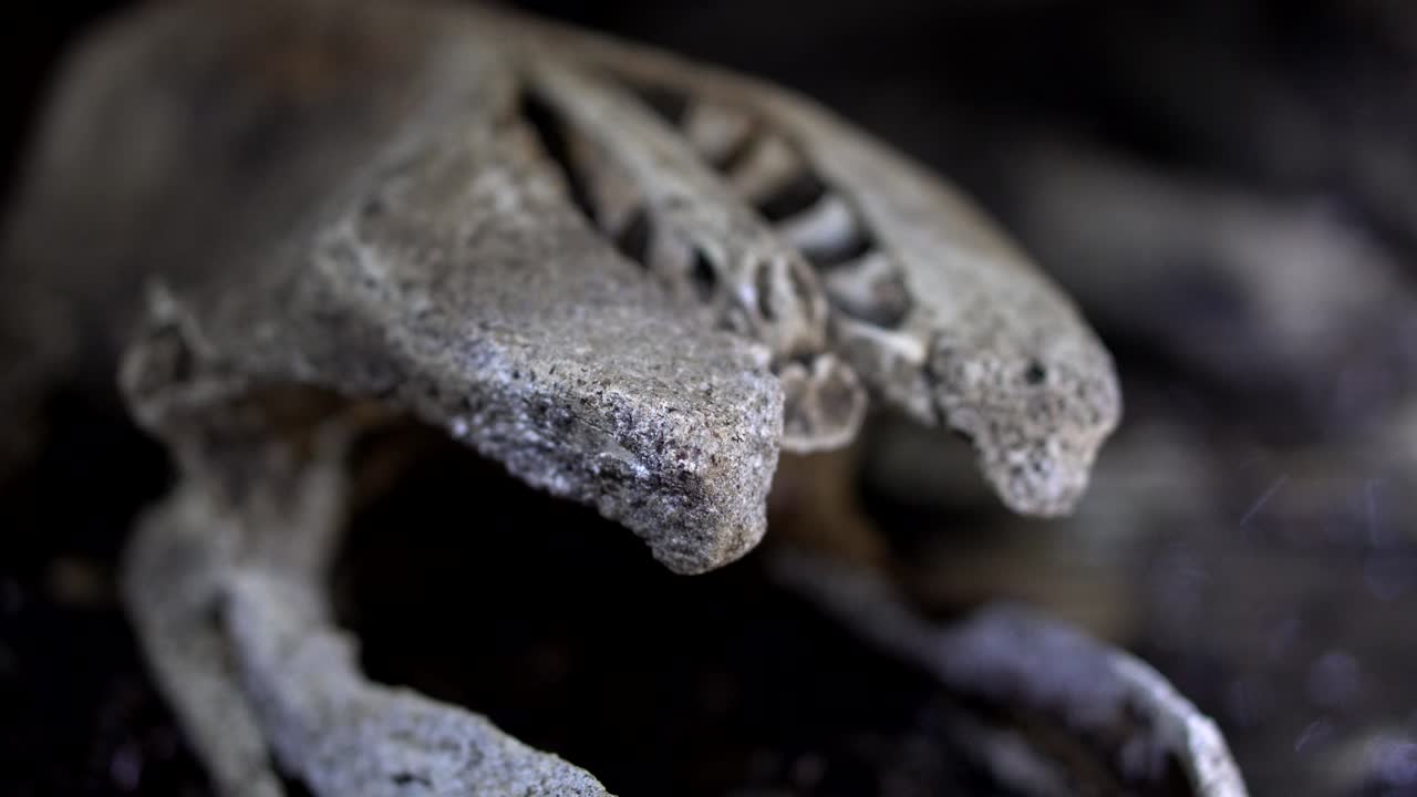 Cavers discover bones of extinct Giant Moa in caves in New Zealand - extreme close up of pelvis