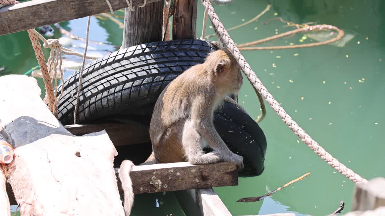 원이는 물 위에 타이어를 타고 균형을 잡습니다.
