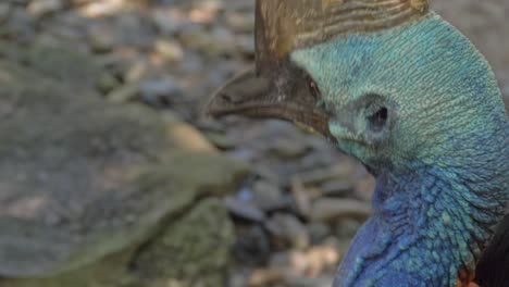 horn-like brown casque atop the head of a southern cassowary in queensland, australia