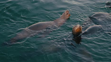 sea lions and seals swimming and playing in the sea in slow motion