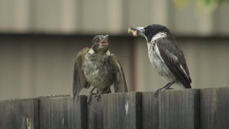 Butcherbird-Juvenil-Que-Quiere-Ser-Alimentado-Por-Butcherbird-Adulto-Encaramado-En-La-Valla-Húmeda-Lloviendo-Australia-Gippsland-Victoria-Maffra