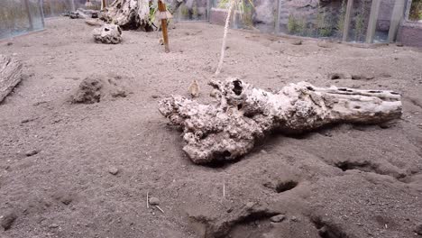 suricata corriendo en el zoológico