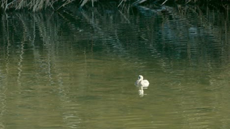 Ein-Kleiner-Vogeltaucher-In-Seinem-Natürlichen-Lebensraum,-Der-Unter-Wasser-Taucht