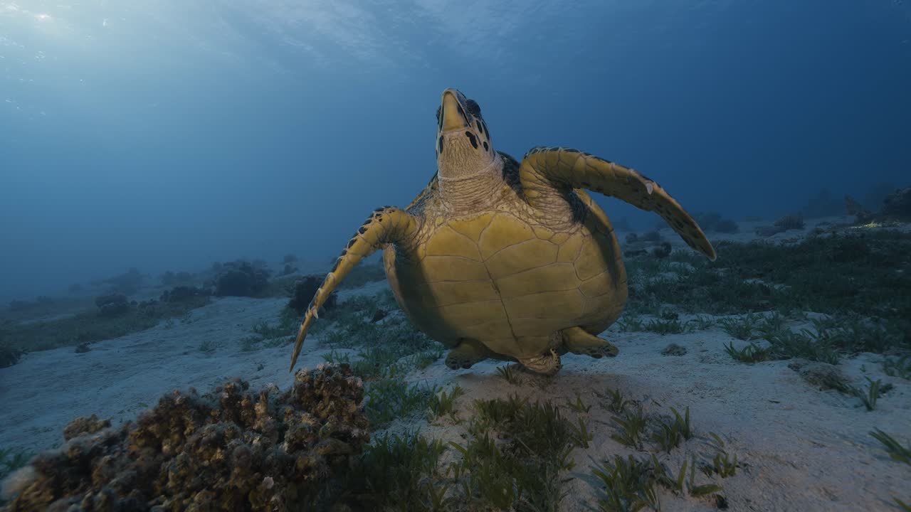Hawksbill sea turtle poses. Red sea.