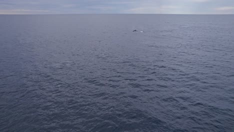 group of humpback whales swimming in the open waters of sea in australia