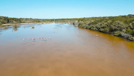 Laguna-Cerca-De-Celestún-Llena-De-Flamencos-Nadando-Al-Aire-Libre-En-Una-Bandada