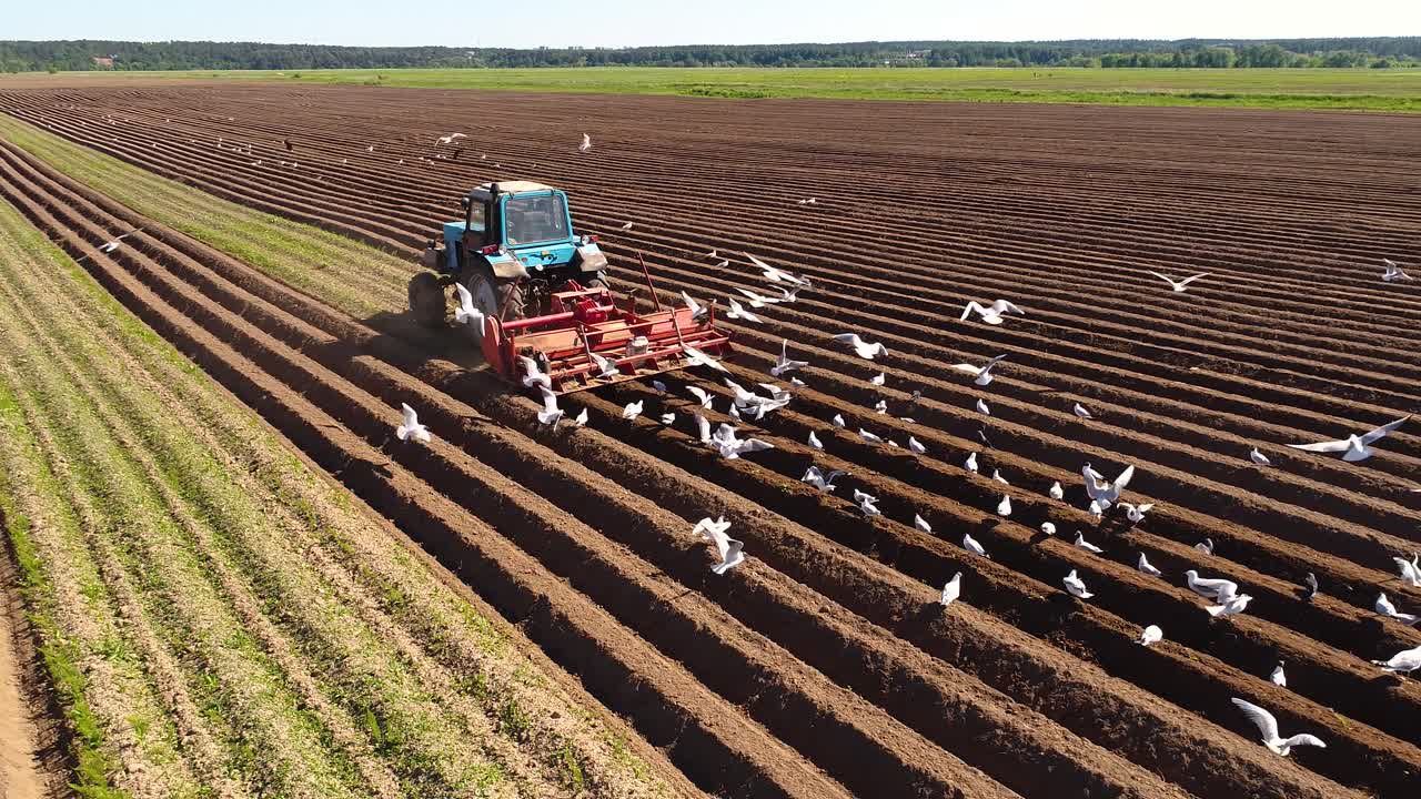 los pájaros hambrientos están volando detrás del tractor, y comen grano de la tierra cultivable.