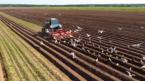 El-Trabajo-Agrícola-En-Un-Tractor-El-Agricultor-Siembra-Grano.-Los-Pájaros-Hambrientos-Vuelan-Detrás-Del-Tractor-Y-Comen-Cereales-De-La-Tierra-Cultivable.