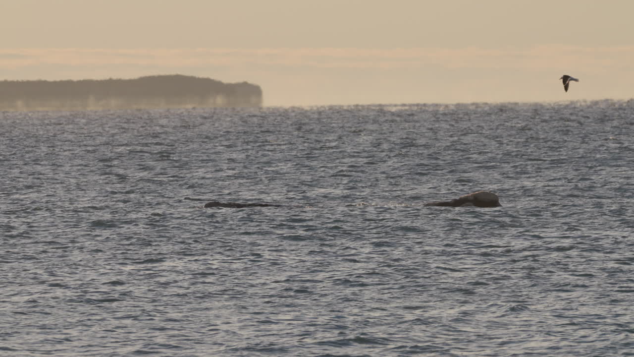 Southern right whale surfacing and exhaling mist in open ocean at sunset, Península Valdés, Puerto Madryn, Chubut Province, Argentina