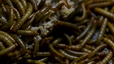 the mealworm is a species of darkling beetle used to feed pets like fish, snakes, birds, and frogs