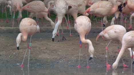 Flamencos-Chilenos-Bebiendo-Agua-De-Un-Pequeño-Estanque.