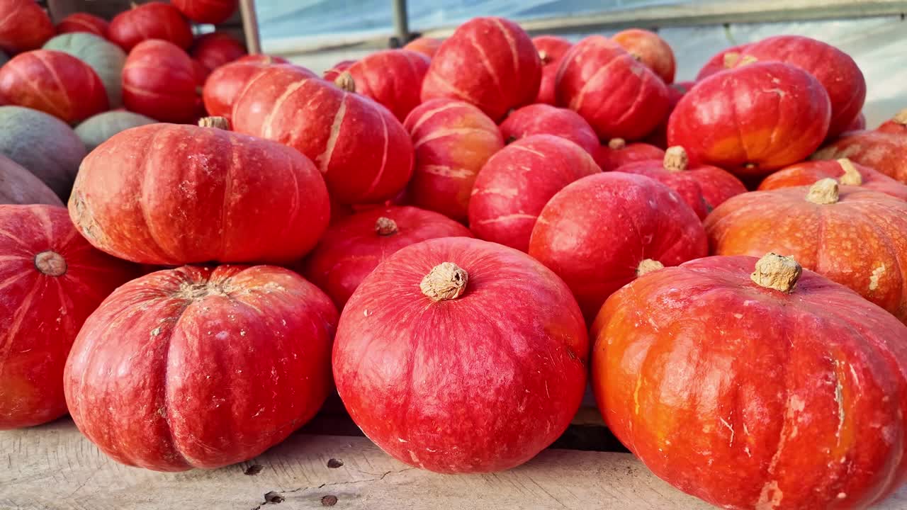 Collection of bright orange pumpkins (Cucurbita pepo) in the gourd family Cucurbitaceae, arranged closely together, showing varied shapes and textured surfaces, evokes themes of autumn harvest