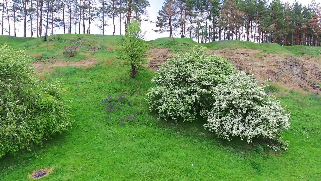 Trees in blossom growing on the green hill. Couple sitting and resting on the rocks. Pine trees at backdrop.