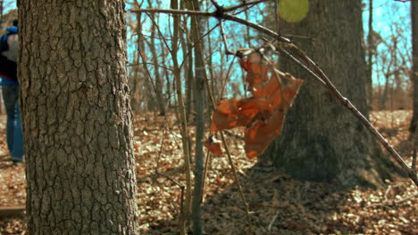 autumn woods on a blue sky day, with a male walker in the background