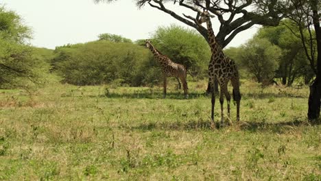 un par de jirafas se agachan y se paran tristes a la sombra de los árboles durante una sequía