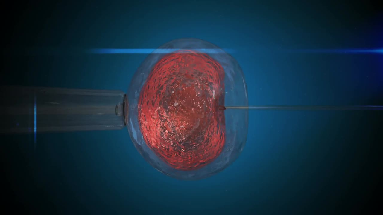 huevo naranja siendo fertilizado por espermatozoides