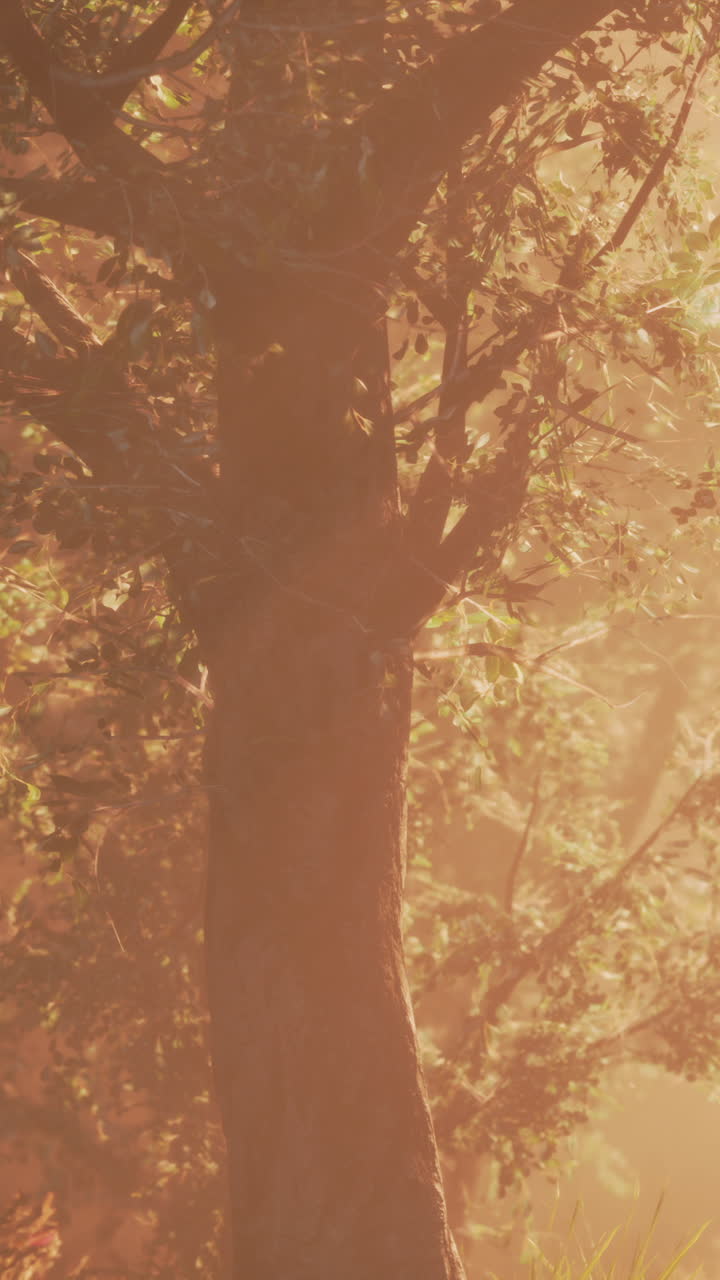 숲 속의 안개가 가득한 해가 뜨는 것