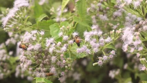 Bienen-Sammeln-Honig-Von-Wildblumen