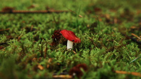 pequeño hongo rojo que crece en musgo