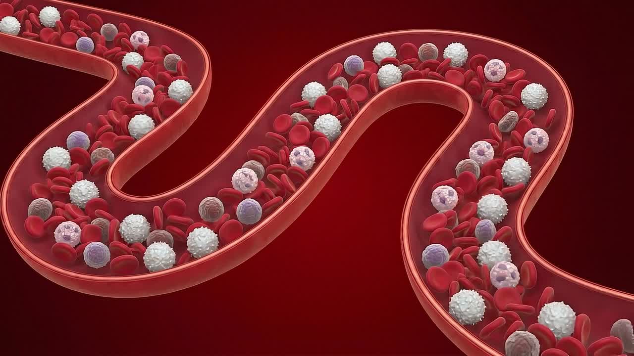 Curved blood vessel pathway filled with red blood cells and white immune cells moving through detailed circulatory system structure