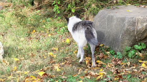 a rocky mountain gray wolf sniffs around the ground then jumps up onto a boulder