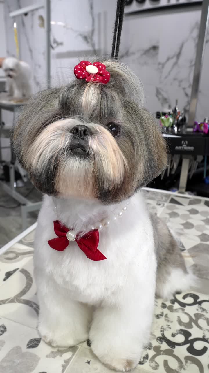Forkælet Shih Tzu hund med rød sløjfe og perlekæde