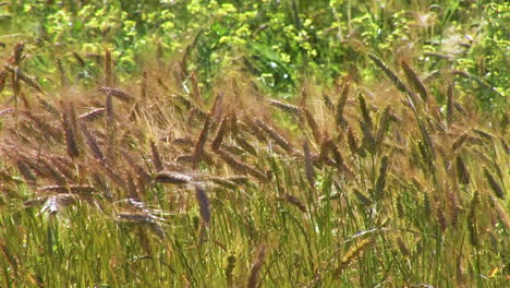 agriculture in southern africa and coastal regions