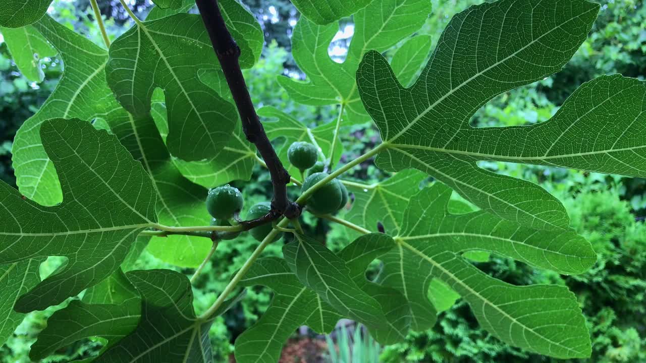 Rainy Day Unripe Figs on Branch