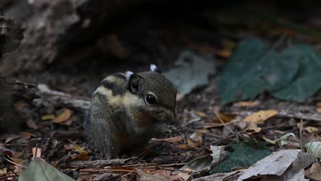 burmese striped squirrel, tamiops mcclellandii, 4k footage