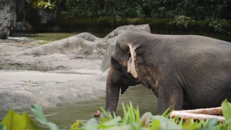 Elefante-Asiático-Jugando-En-El-Río-En-El-Zoológico-De-Singapur---Cerrar