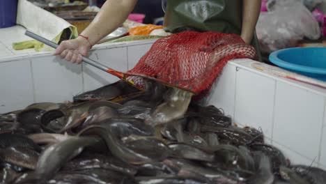 fish market scene with catfish