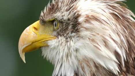 perfil detallado de la cabeza del águila calva de cerca