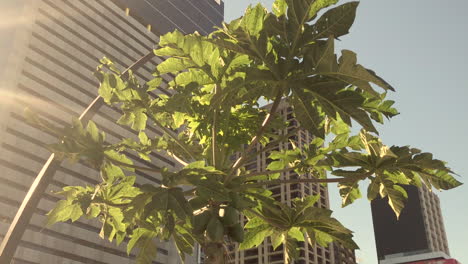 lone papaya tree with green fruit sways in the breeze with buildings in background