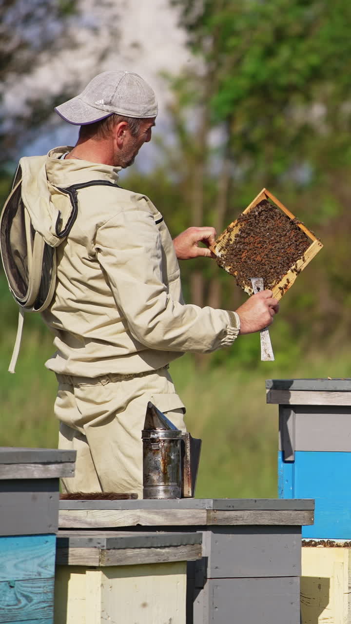 Busy apiarist looking attentively at the frame covered with insects. Beekeeper checking up honey harvest in his farm. Vertical video