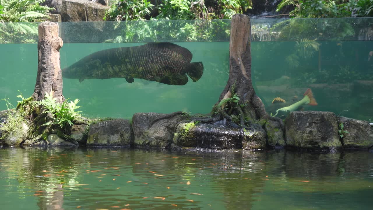 Arapaima Fish Swimming Gracefully in Large Outdoor Aquarium with Clear Water View