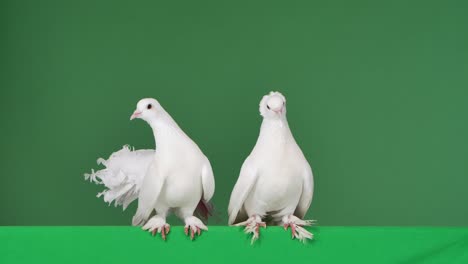 dos palomas blancas en una pantalla verde