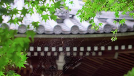 a quiet spider in its web waits for the next prey, in a park in japan