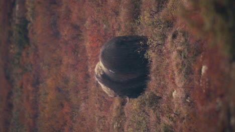 Vista-Trasera-Vertical-Del-Buey-Almizclero-Adulto-Pastando-En-El-Campo-De-Otoño-En-El-Parque-Nacional-Dovre-En-Noruega