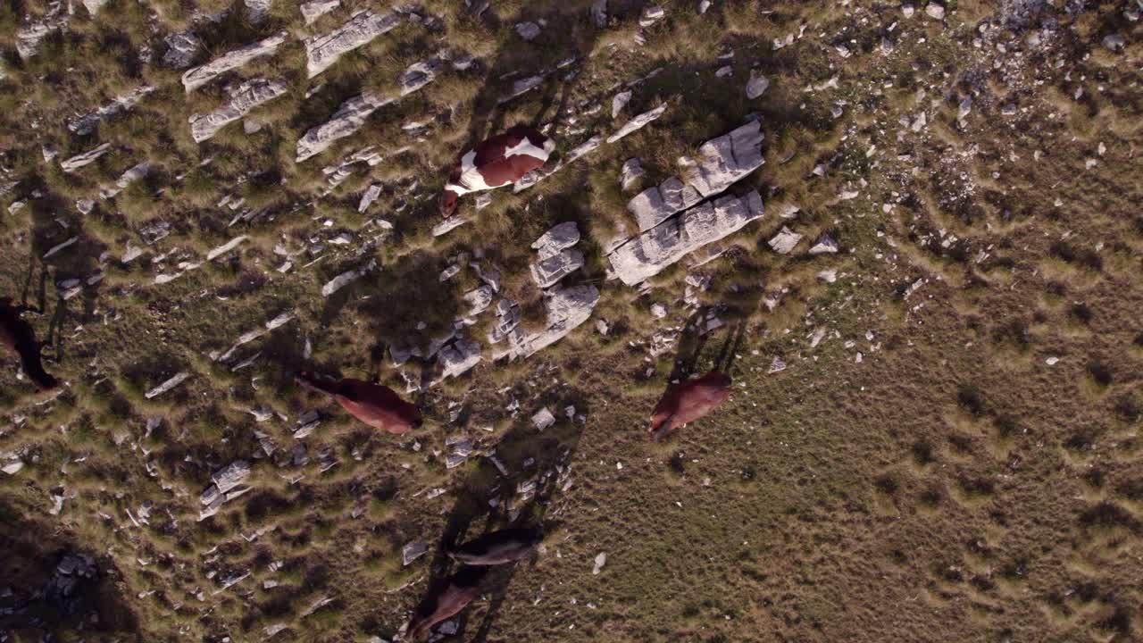 Chevaux sauvages paissant dans la chaîne de montagnes époustouflante du Durmitor, Monténégro