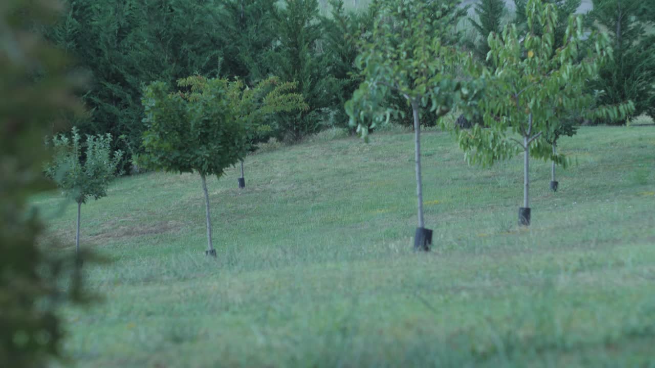 一群羊在拖拉機上從農民那裡跑來跑去