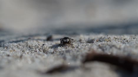 araña pavo real, macho maratus speculife