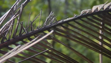 Palm-Tree-Branch---Slow-Panning-Shot