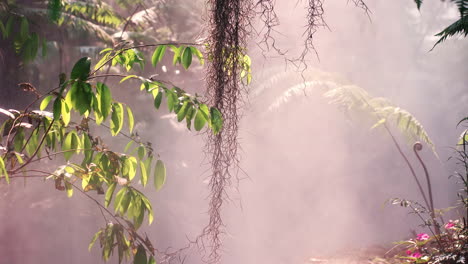 Dry-vines-hanging-above-ground-in-tropical-rainforest-in-mist-shroud