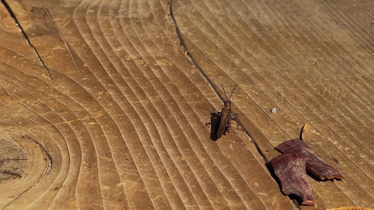 Wild brown cricket rests on a rustic wooden surface in bright daylight, providing a detailed view of a small insect in an outdoor environment.