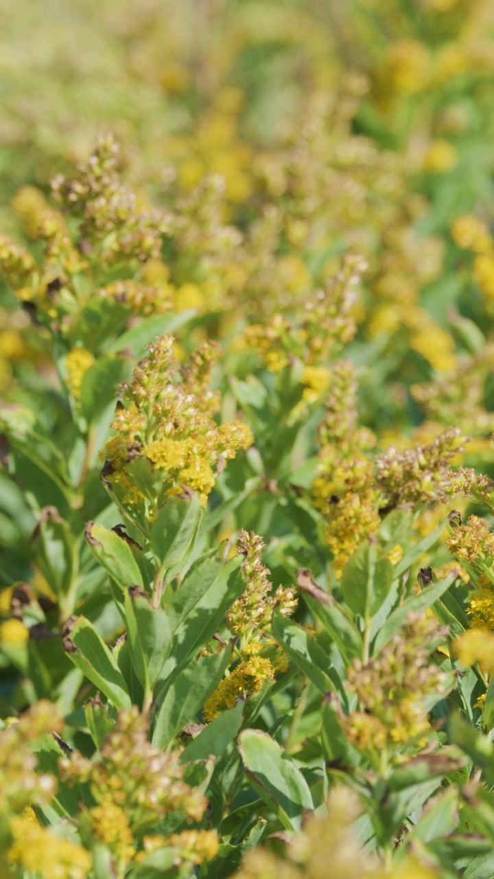 Camera slowly pans over dense yellow wildflowers, likely goldenrod, in a sunlit field with soft natural lighting and shallow depth of field